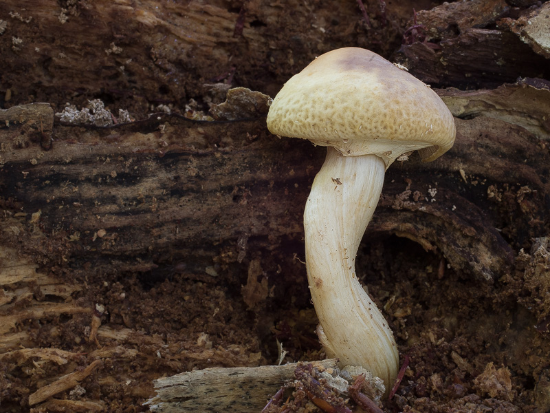 Agrocybe xanthocystis